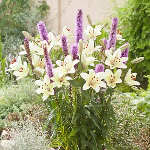 Plant-O-Mat Lilium and Liatris Kit