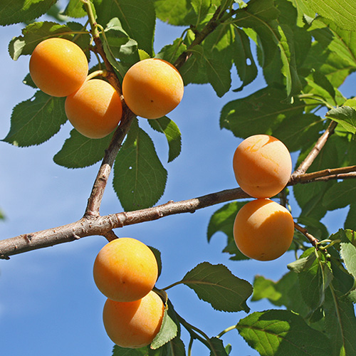 Plum Mirabelle de Nancy