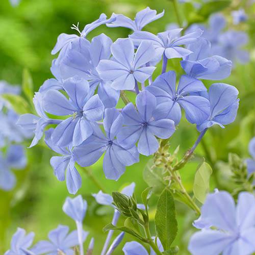 Plumbago capensis 'Cape Leadwort'