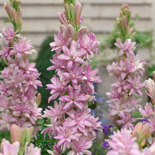 Polianthes tuberosa Pink Sensation