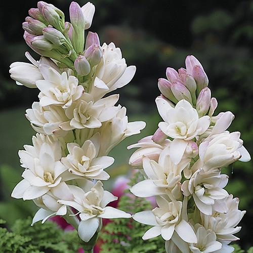 Polianthes tuberosa The Pearl