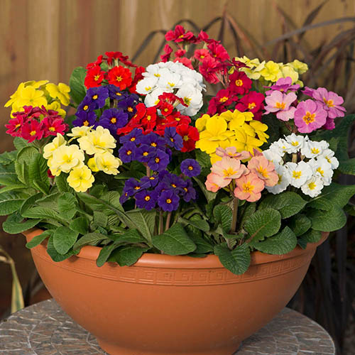 Polyanthus High Seas