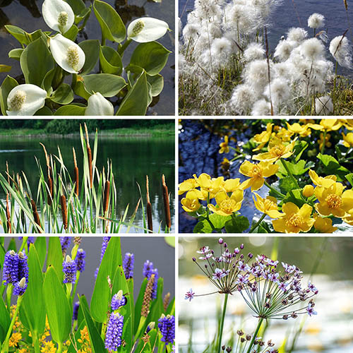 Pond Plant Collection