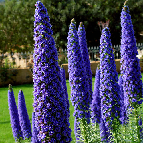 Pride of Madeira Echium candicans