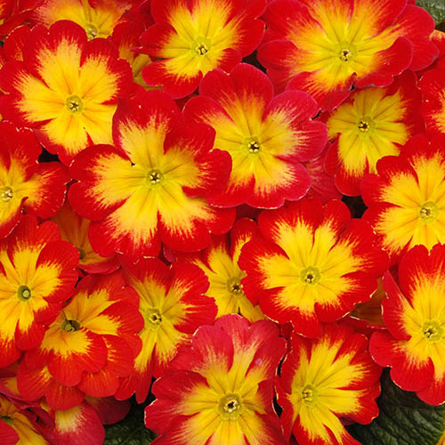 Primrose Bonneli Flame Mix