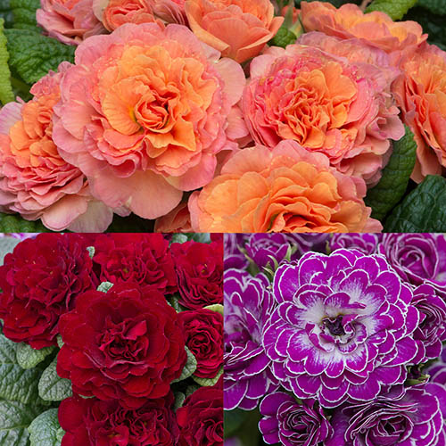 Primula Belarina Mix