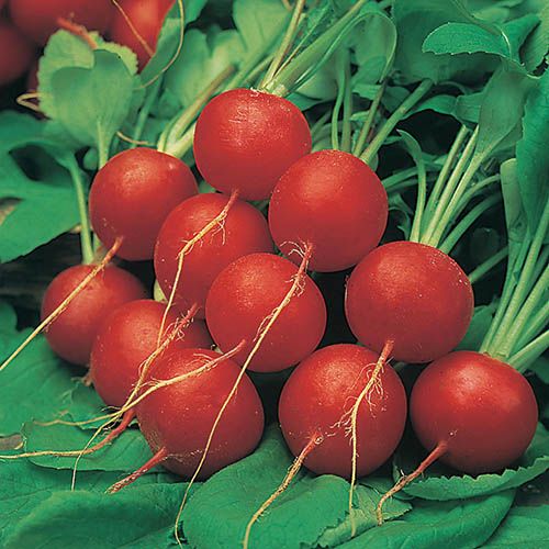 Radish Scarlet Globe Seeds