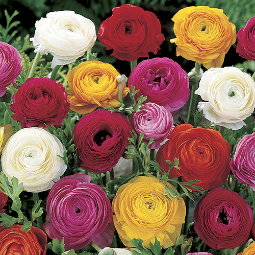 Ranunculus Mix