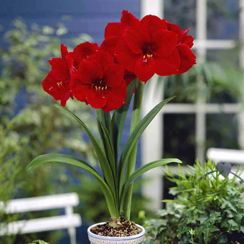 Red Amaryllis Bulb