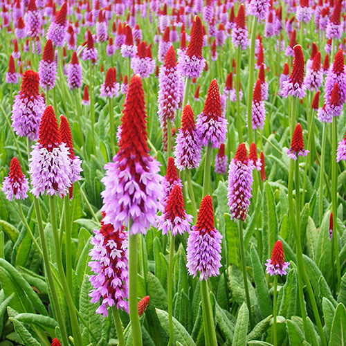 Red Hot Poker Primula - Primula vialii