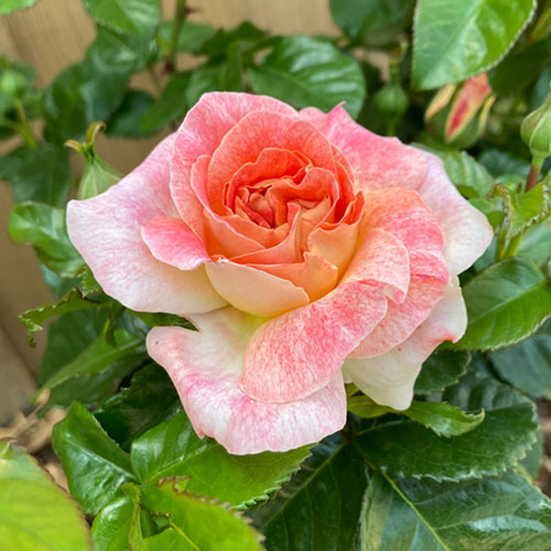 Rose Designer Sunset 3L potted