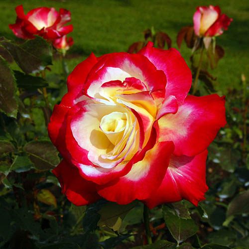 Rose Double Delight