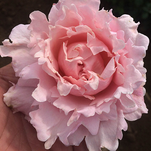 Rose King Charles Coronation bare root