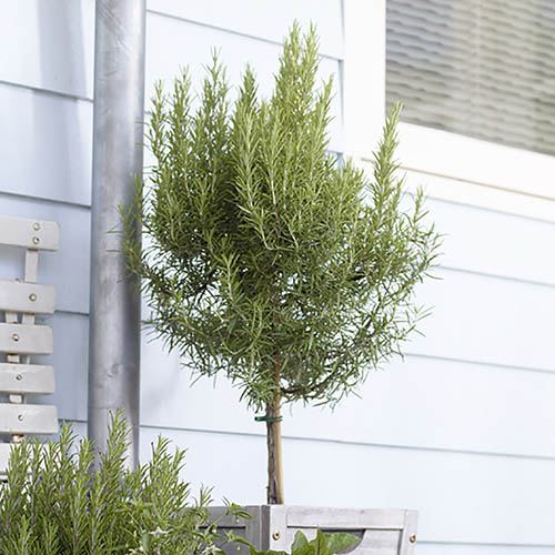 Rosemary Standard 80-100cm Tall in a 3L Pot