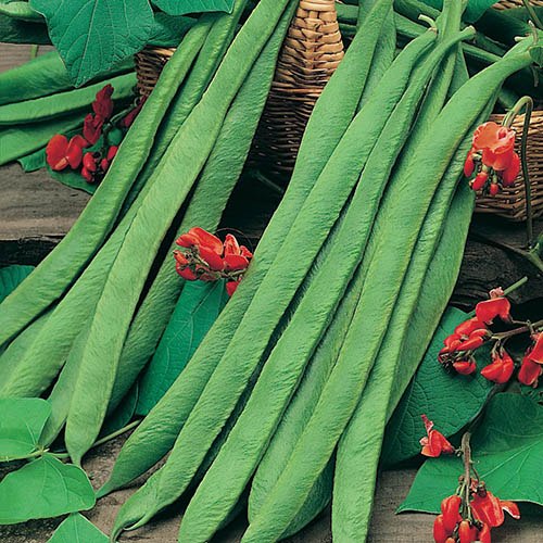 Runner Bean Polestar (Stringless) Seeds