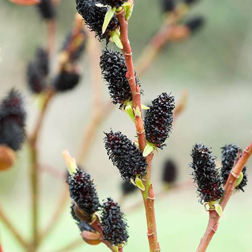 Salix gracilistyla Melanostachys