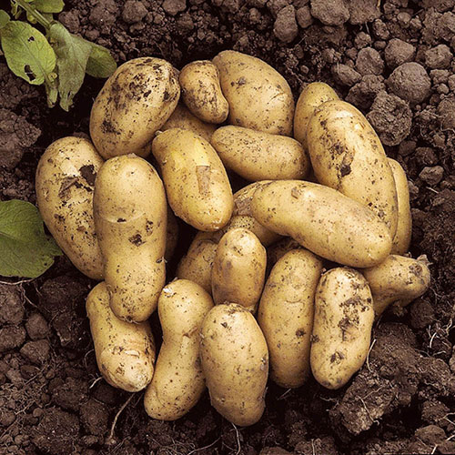 Seed Potato Charlotte - salad