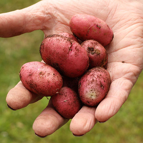 Seed Potato Desiree