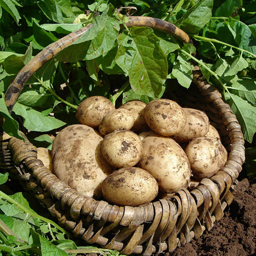 Seed Potato Maris Piper (Maincrop)