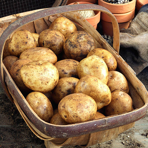 Seed Potato Pentland Javelin- Pack of 6 Tubers