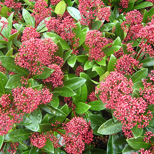 Skimmia Japonica Rubella in a 17cm pot