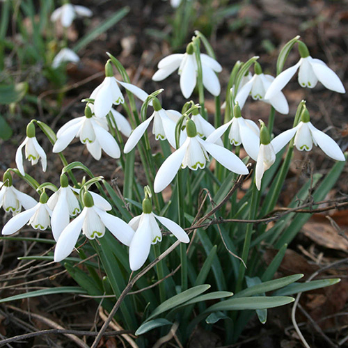 Snowdrop - Galanthus nivalis