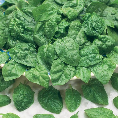 Spinach Samish F1 Seeds