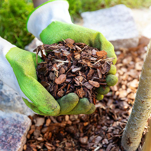 Spruce Bark Mulch