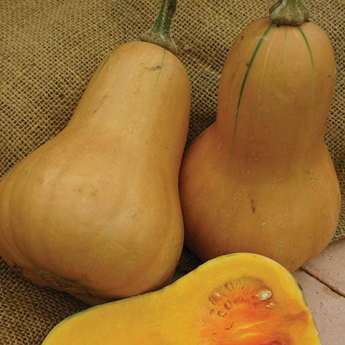 Squash (Butternut) Hawk F1 Seeds