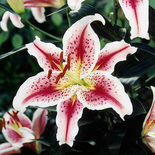 Stargazer Lilies