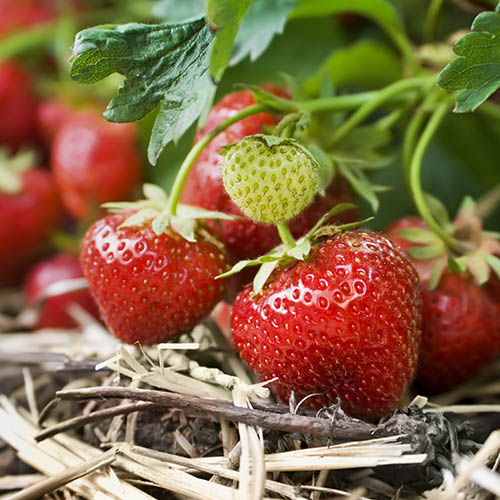 Strawberry Cambridge Favourite