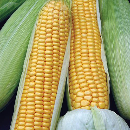 Sweet Corn Swift F1 Seeds