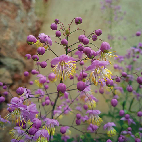 Thalictrum rochebrunianum Meadow Rue