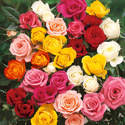 The Best Ever Hybrid Tea Rose Bush Collection