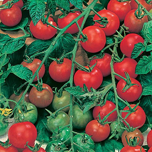 Tomato Gardeners Delight Seeds