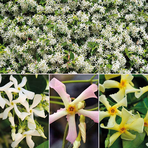 Trachelospermum Collection of 3 plants in 9cm pots