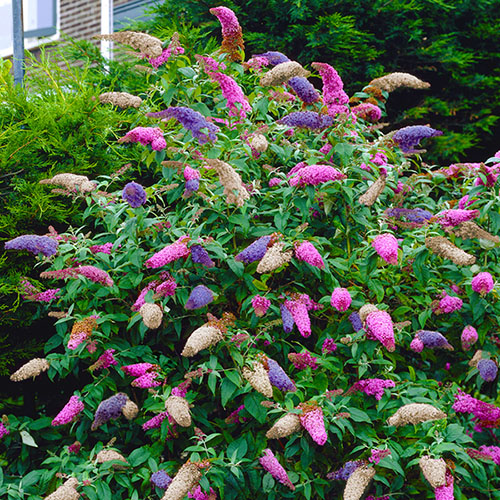 Tricolour Buddleia Butterfly Bush