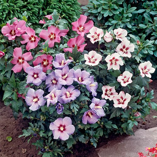 Tricolour Hibiscus