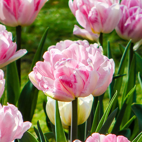 Tulip Double Pink