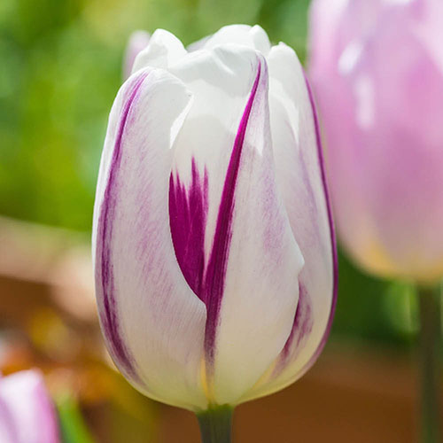 Tulip Flaming Flag