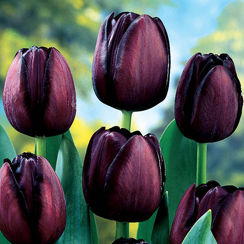 Tulip Queen of the Night