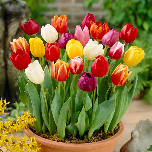 Tulip Triumph Mixed