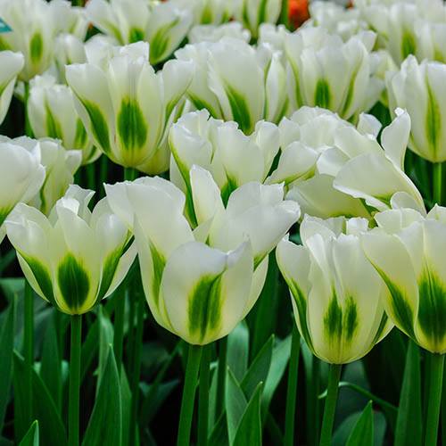 Tulip Tulipa viridiflora Spring Green