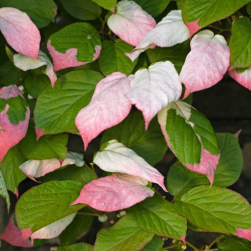 Variegated Kiwi, Actinidia kolomikta Dr Szymanowski