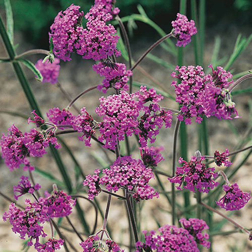 Verbena bonariensis