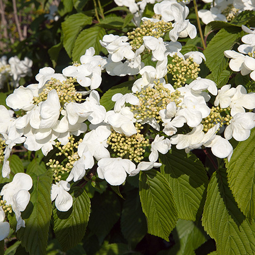 Viburnum plicatum Kilimanjaro Sunrise