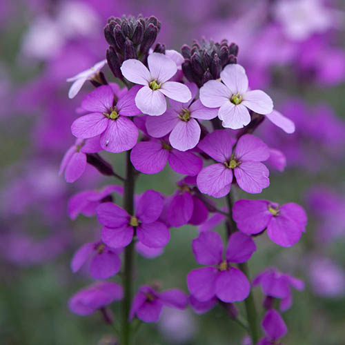 Wallflower Erysimum Bowles Mauve