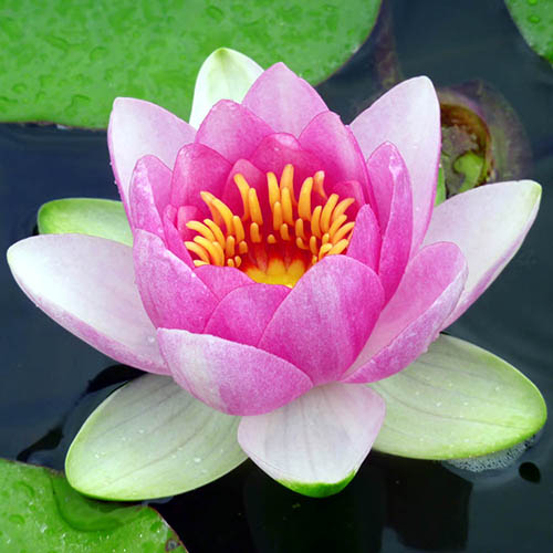 Water Lily Planting Kit - Pink