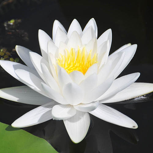 Water Lily Planting Kit - White