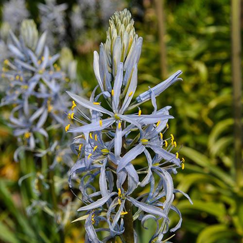 Wild Hyacinth Camassia cusickii